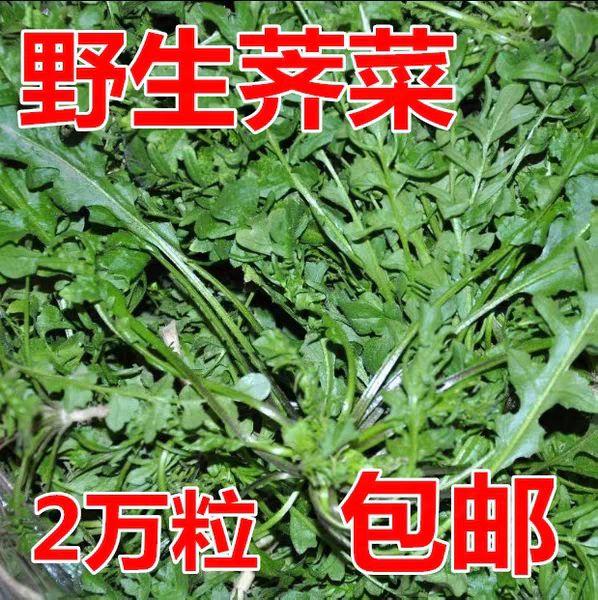 荠菜种子 包发芽 包成活 包对版