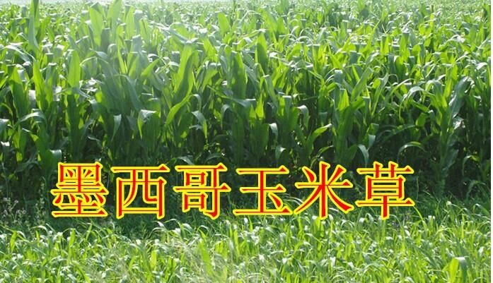墨西哥玉米草种子