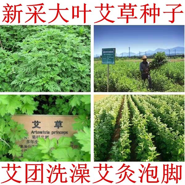 艾草种子 新种子 发芽率高 可货到付款
