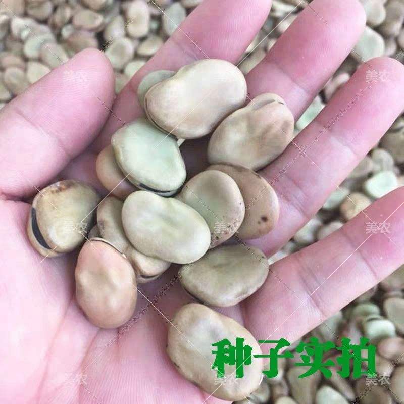 蚕豆种子 原种 ≥98% ≥99.9% ≥95% ≤7%