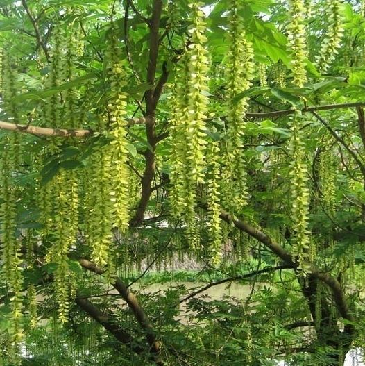枫杨树 
