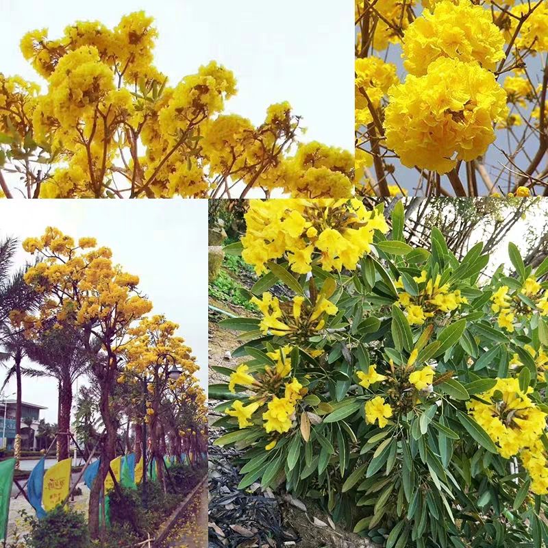 巴西银鳞风铃苗庭院风景树金花风铃木树苗园林道路观赏植物绿化