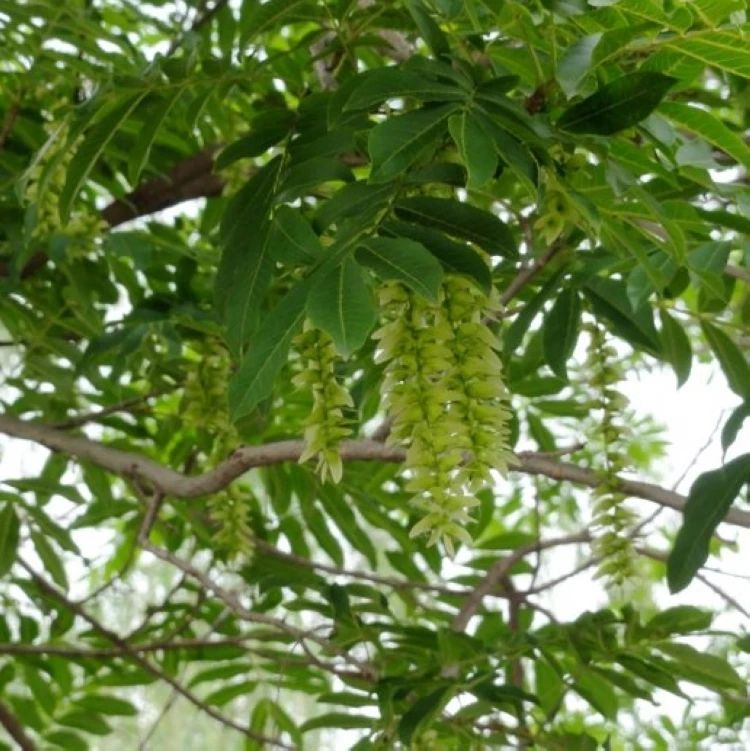 枫杨树 