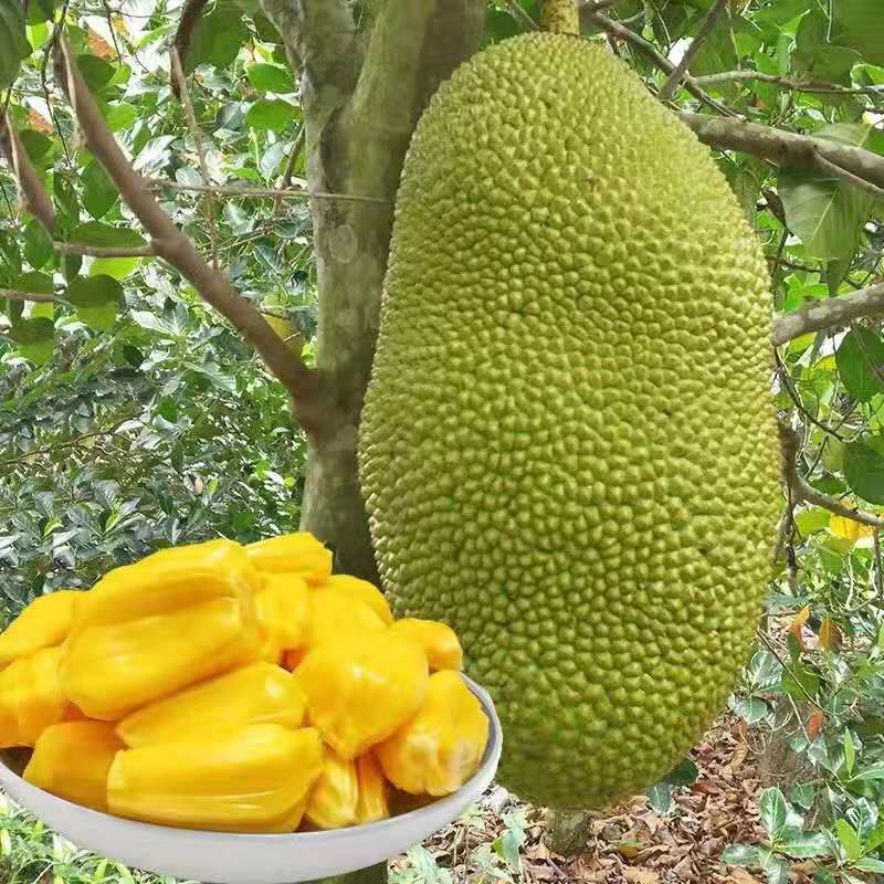 泰国菠萝蜜 15斤以上