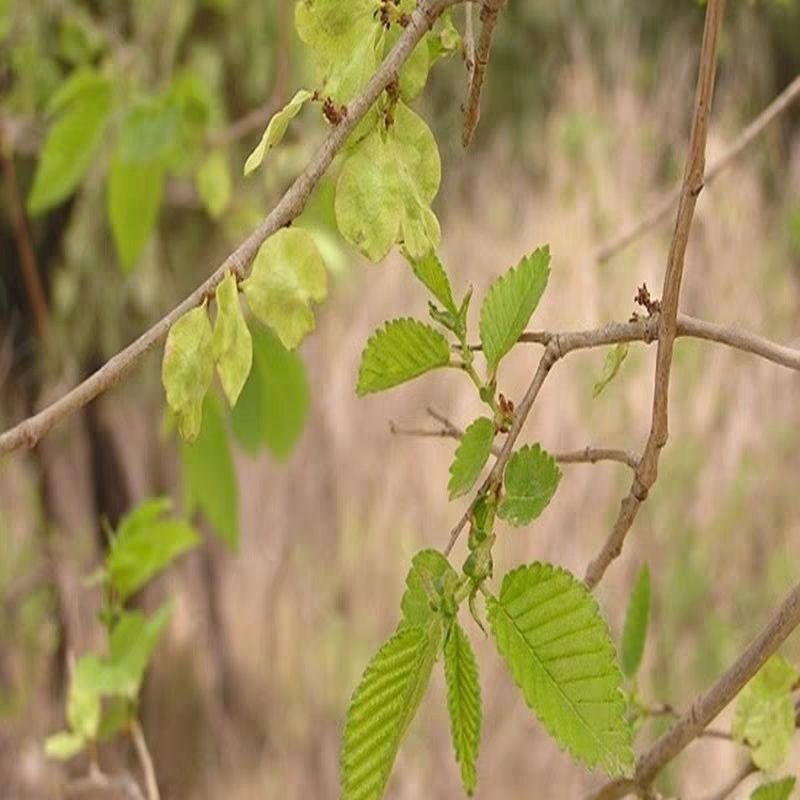 苗圃直销特价榆树苗 榆树小苗 白榆家榆,榆钱树辟邪树榆树树苗
