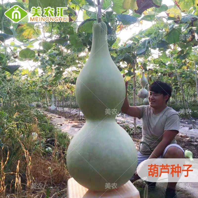 瓢葫芦种子