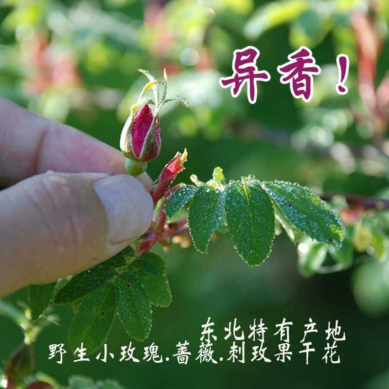 玫瑰花 野生玫瑰花