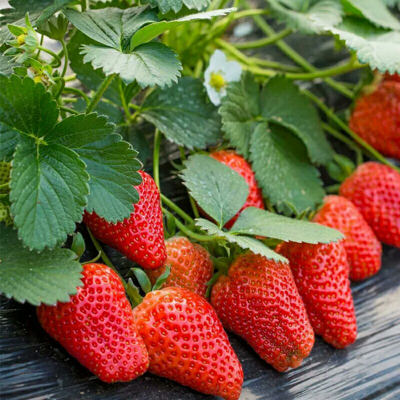 奶油草莓苗 10公分以下 地栽苗