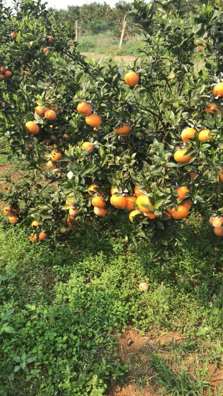 福建省漳州市华安县茂谷柑最新产地行情趋势|