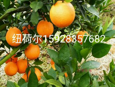 纽荷尔脐橙苗 嫁接苗 0.5~1米