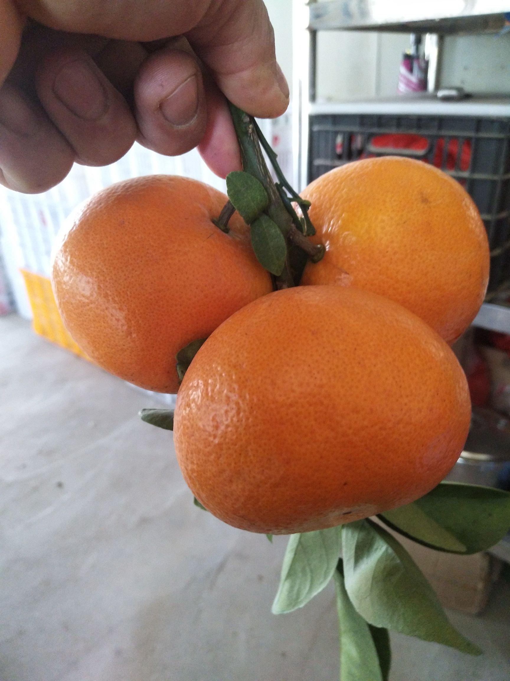 福建省漳州市华安县茂谷柑最新产地行情趋势|