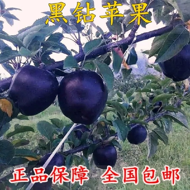 黑钻苹果树苗 0.5~1米