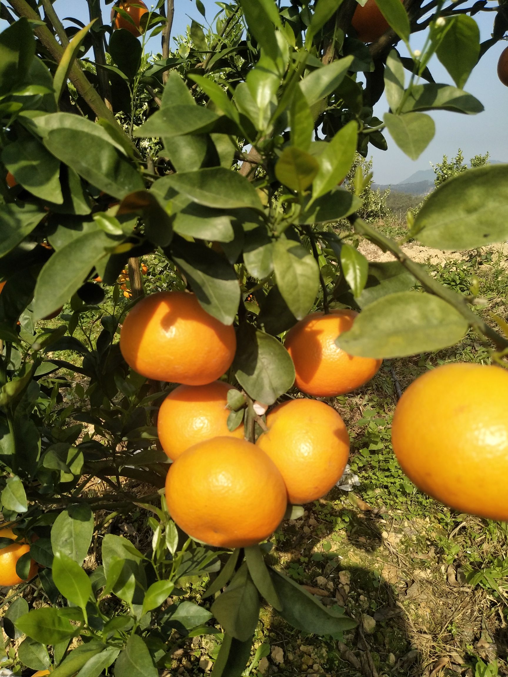 福建省漳州市华安县茂谷柑最新产地行情趋势|