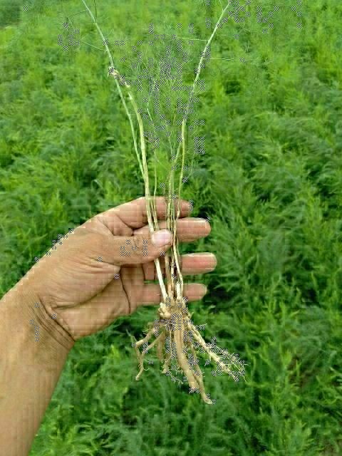 芦笋根 芦笋苗,高产芦笋,大田地种植.全程技术指导