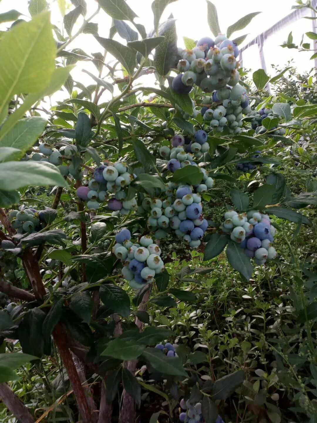 绿宝石蓝莓 10 - 12mm以上 鲜果