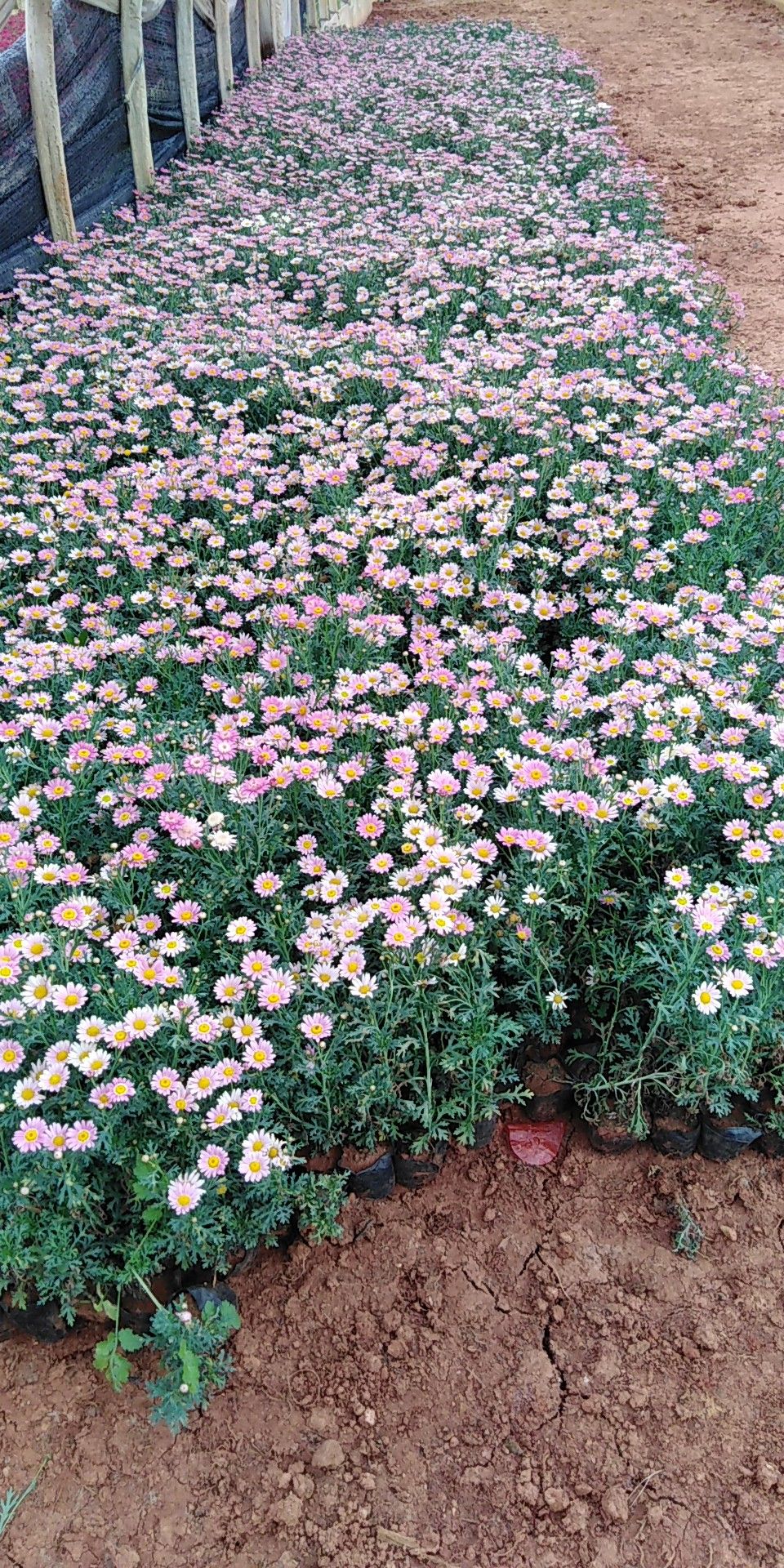 木春菊 