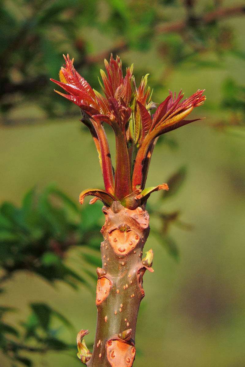 红油香椿芽 12cm以上