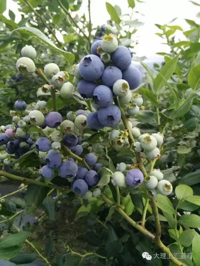 莱克西蓝莓 12 - 14mm以上 鲜果