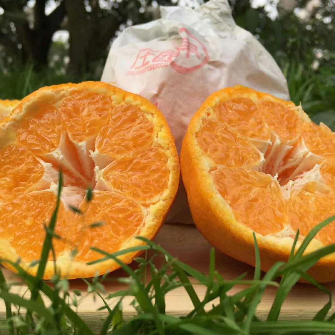 四川眉山市东坡区耙耙柑最新产地行情趋势|产