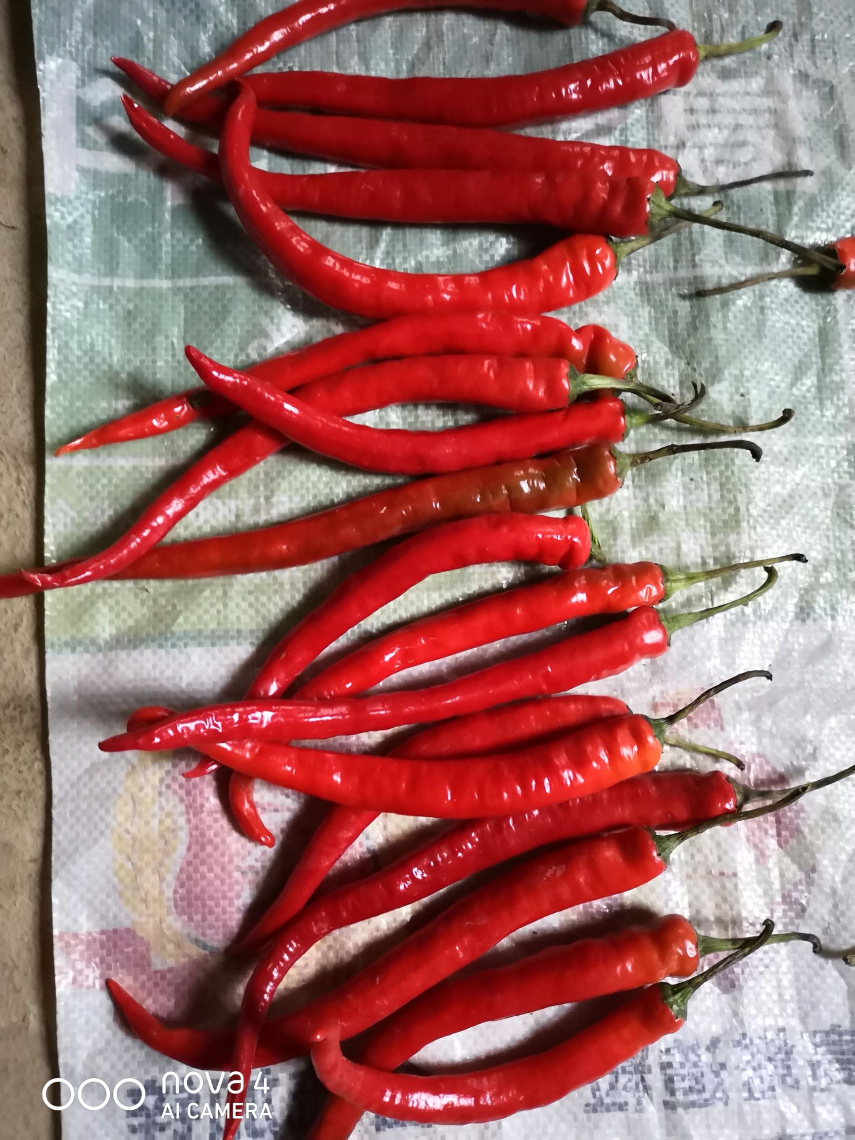 二荆条辣椒 15~20cm 特辣 红色 