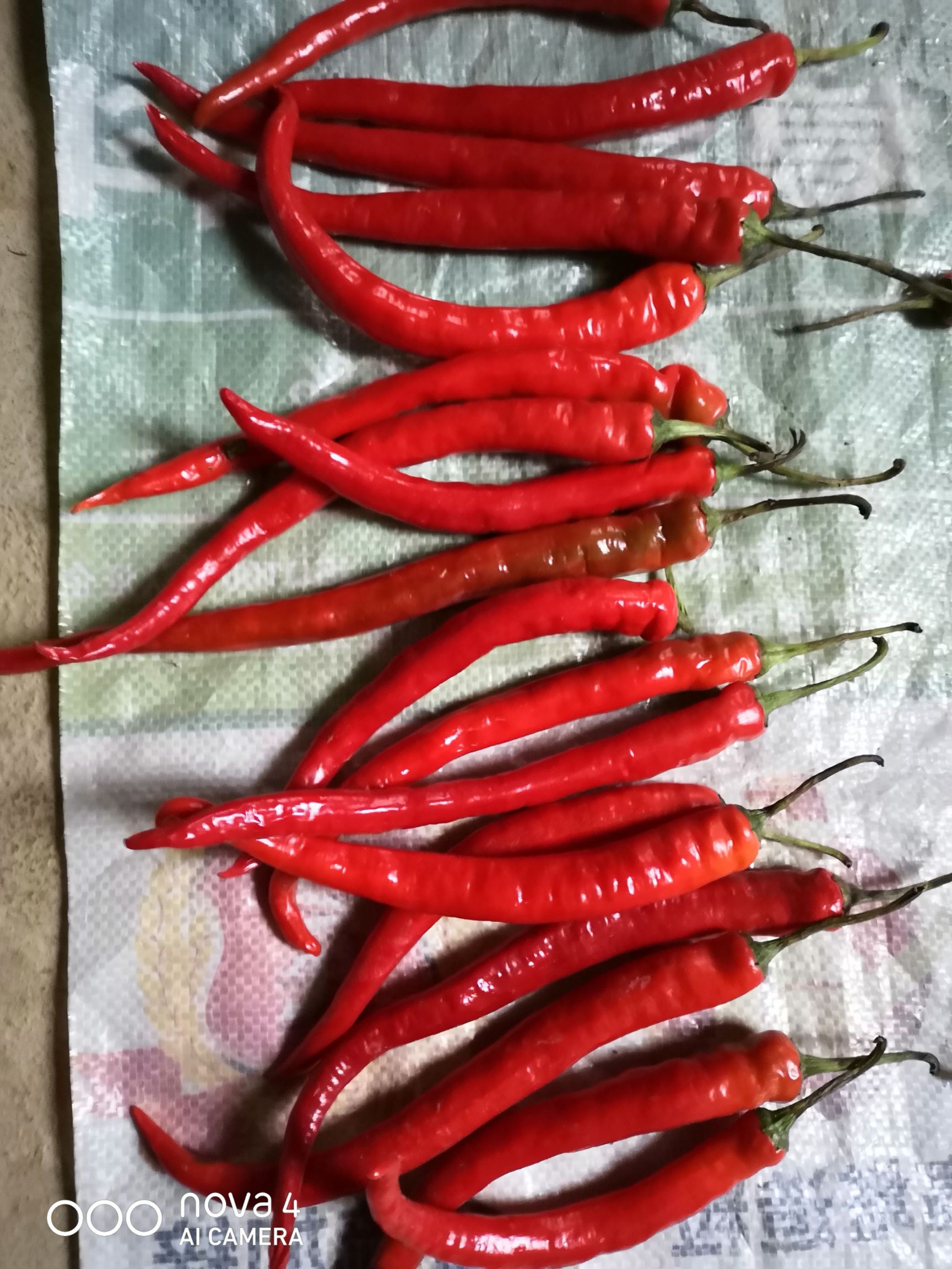 二荆条辣椒 15~20cm 特辣 红色 