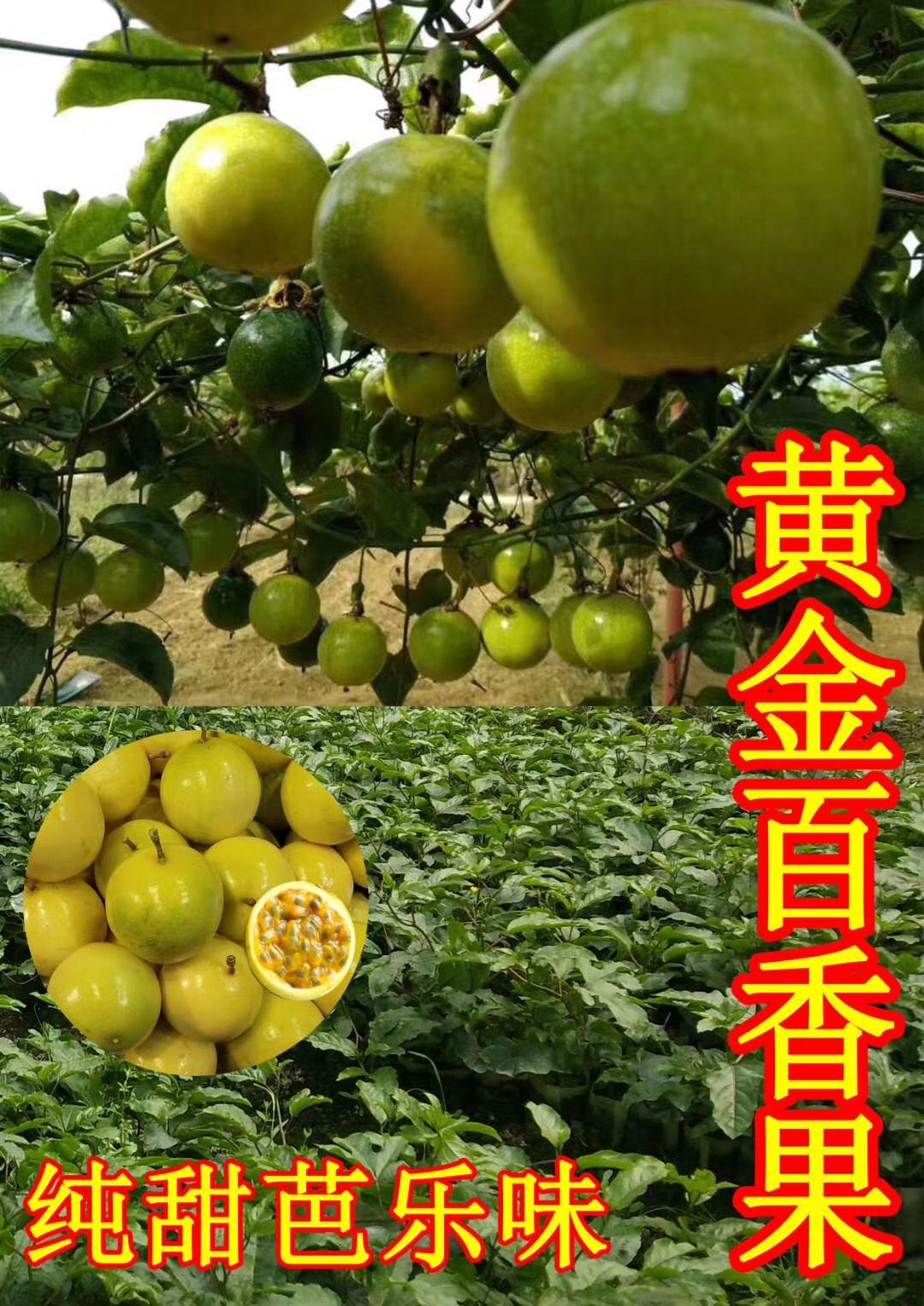 黄金百香果苗黄金百香果种子苗带营养杯发货