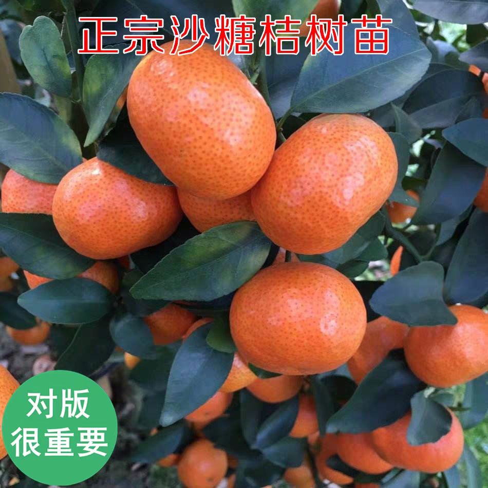 广西桂林市荔浦县砂糖橘苗最新产地行情趋势|