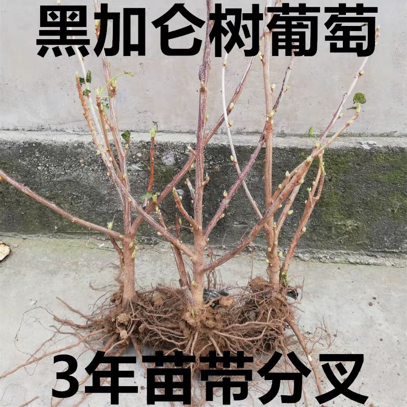 树葡萄苗 黑加仑树葡萄