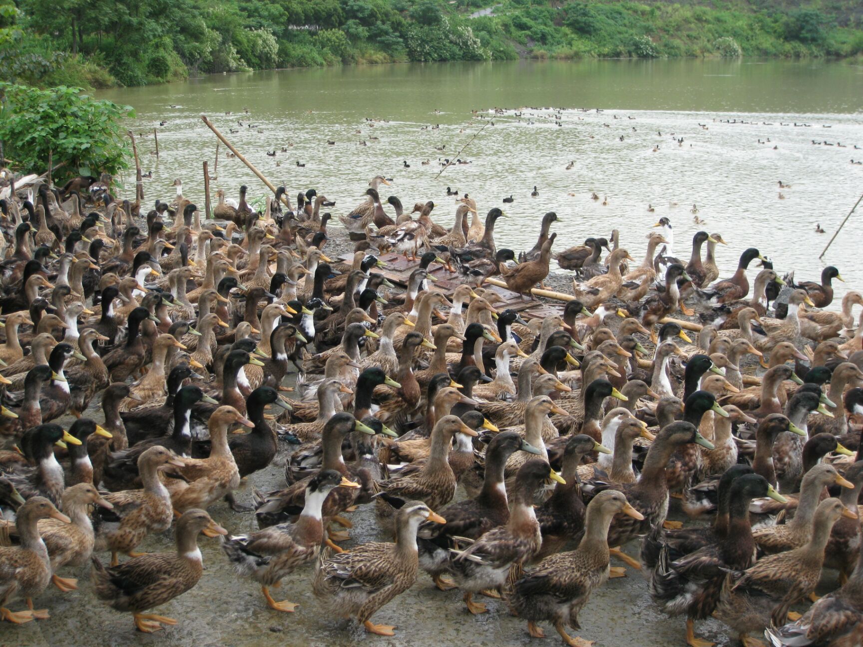 安徽省六安市霍邱县麻鸭最新产地行情趋势|产