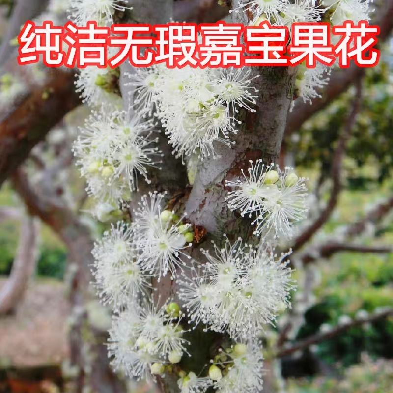 树葡萄苗 黑加仑树葡萄