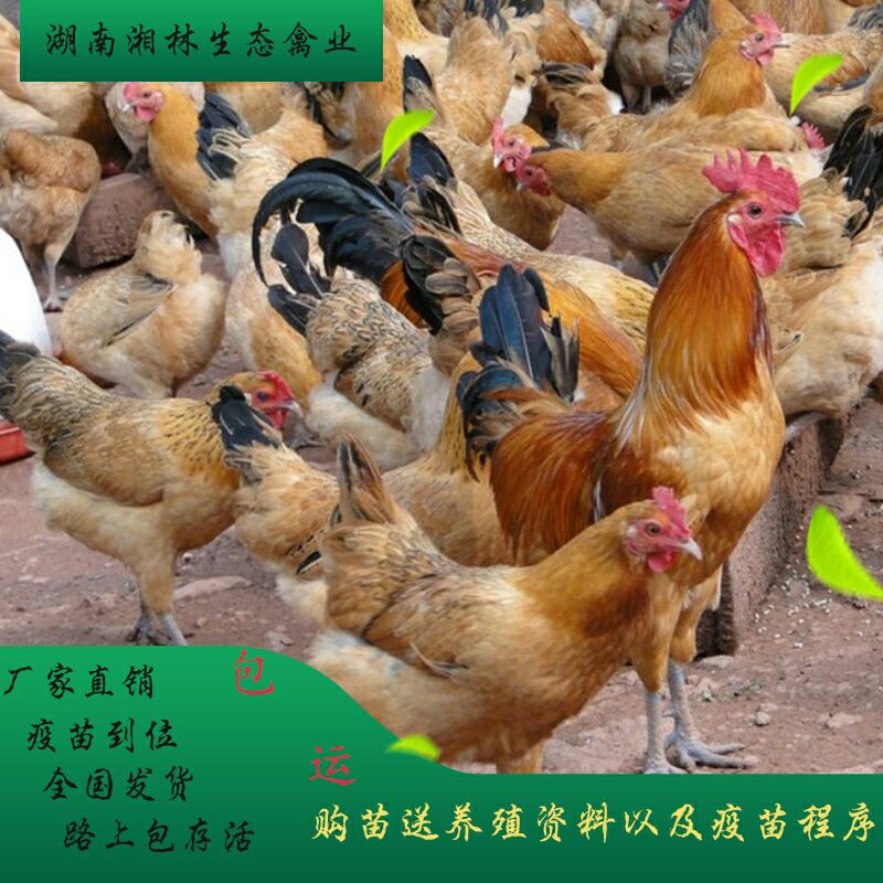 青脚土鸡苗