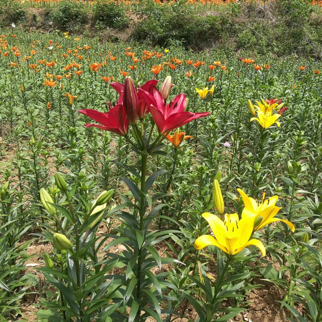 百合花 双头