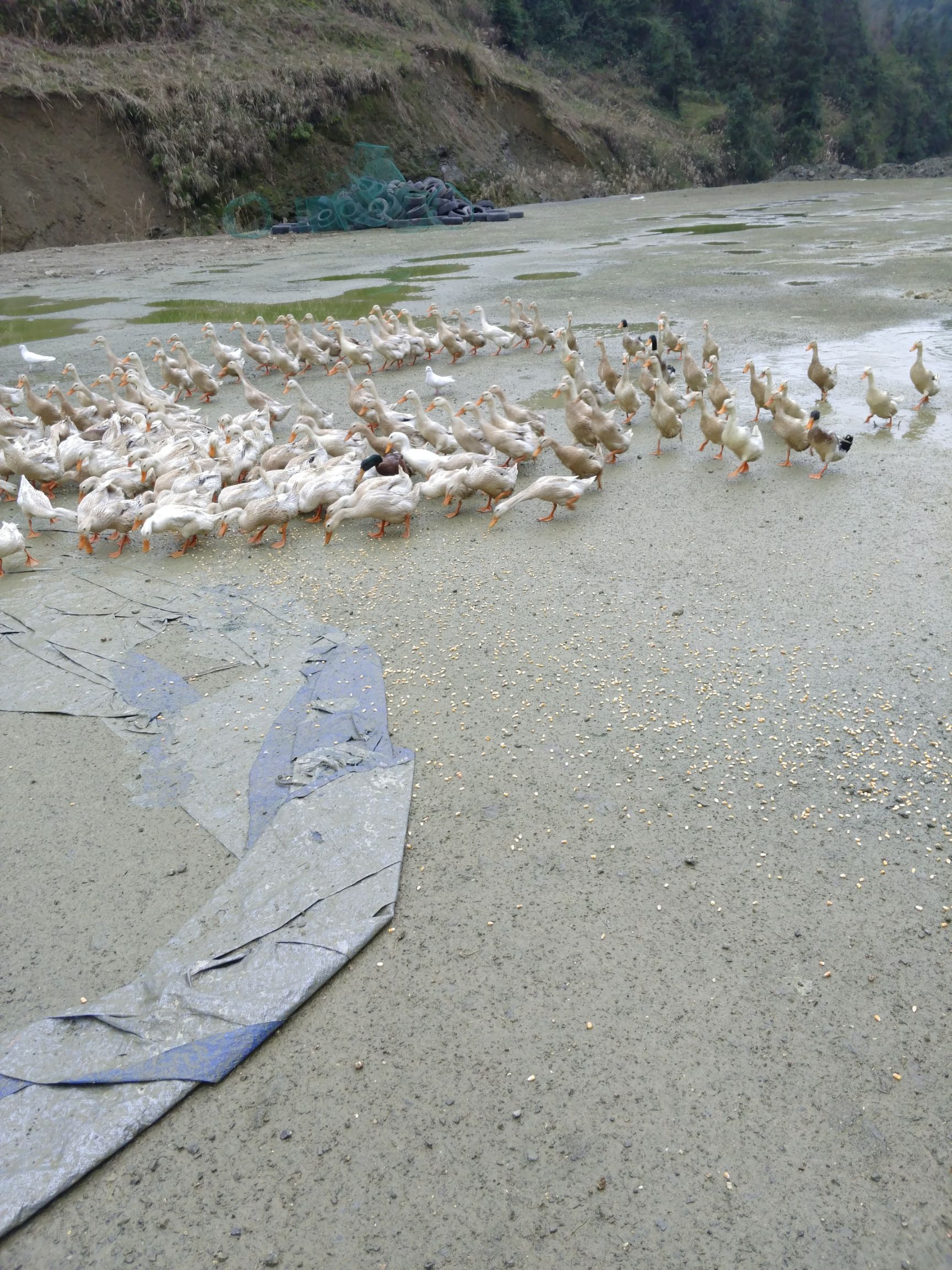 安徽省六安市霍邱县麻鸭最新产地行情趋势|产