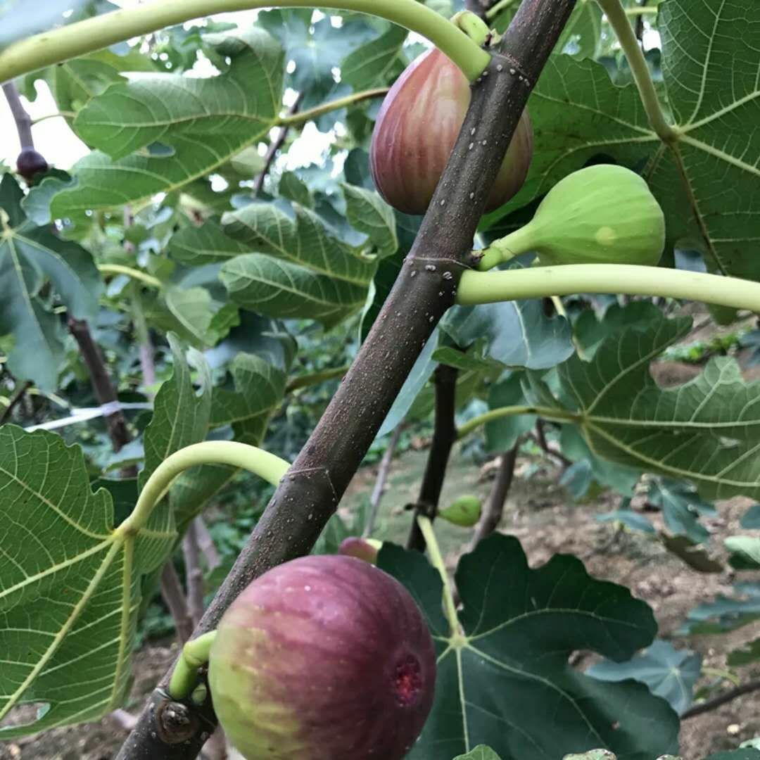 金傲芬无花果苗