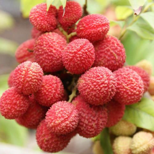 广西钦州市灵山县桂味荔枝最新产地行情趋势|产地价格数据