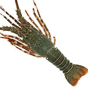 【小青龙虾批发】小青龙虾 价格85元\/斤 12斤起批