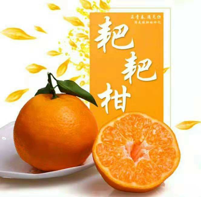 四川乐山市井研县耙耙柑最新产地行情趋势|产