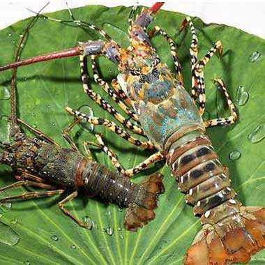 【小青龙虾批发】小青龙虾 价格85元\/斤 12斤起批