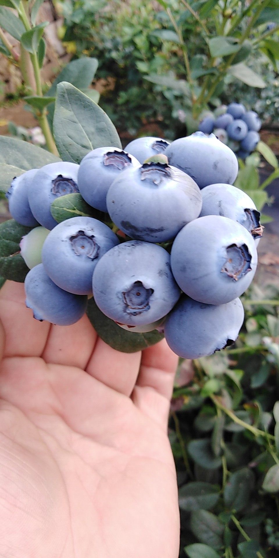 绿宝石蓝莓 微①⑤一一四一0一起二②新鲜暖棚珠宝蓝莓最好的产地