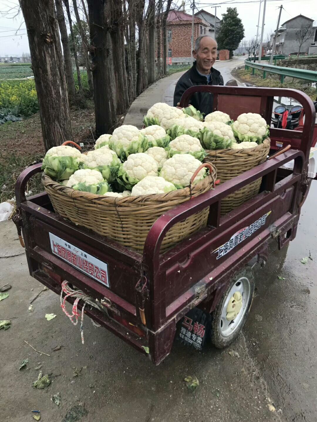 白花菜花 紧密 2~3斤 