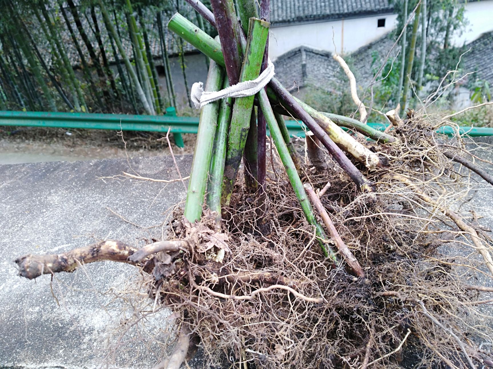 掌叶覆盆子苗