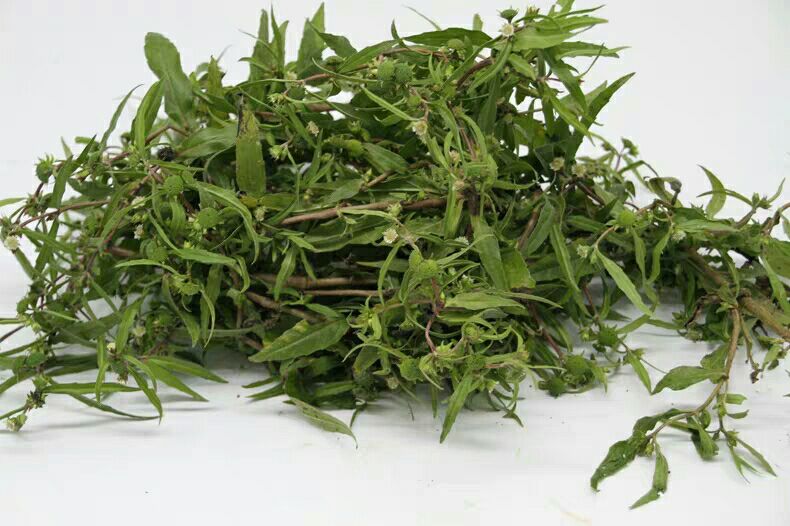 墨旱莲 干 野生旱莲草干鲜都有货