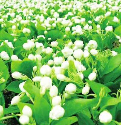惠农网 茉莉花 白色茉莉  手机预览