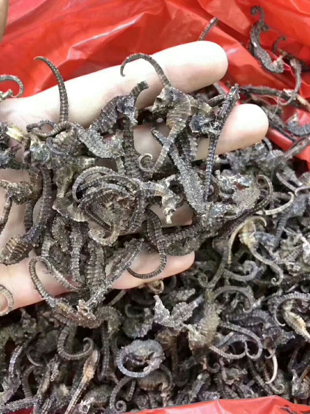 海龙