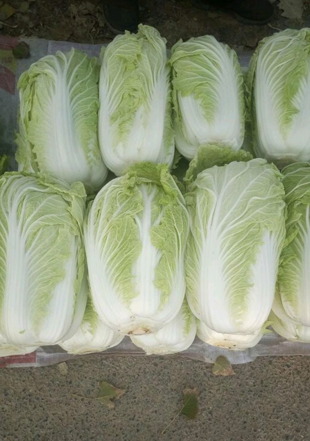 菊锦春白菜 3~6斤 净菜 