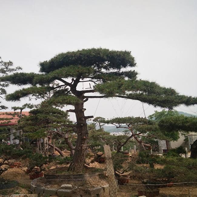 【造型油松批发】造型油松 价格2000元/棵 5棵起批