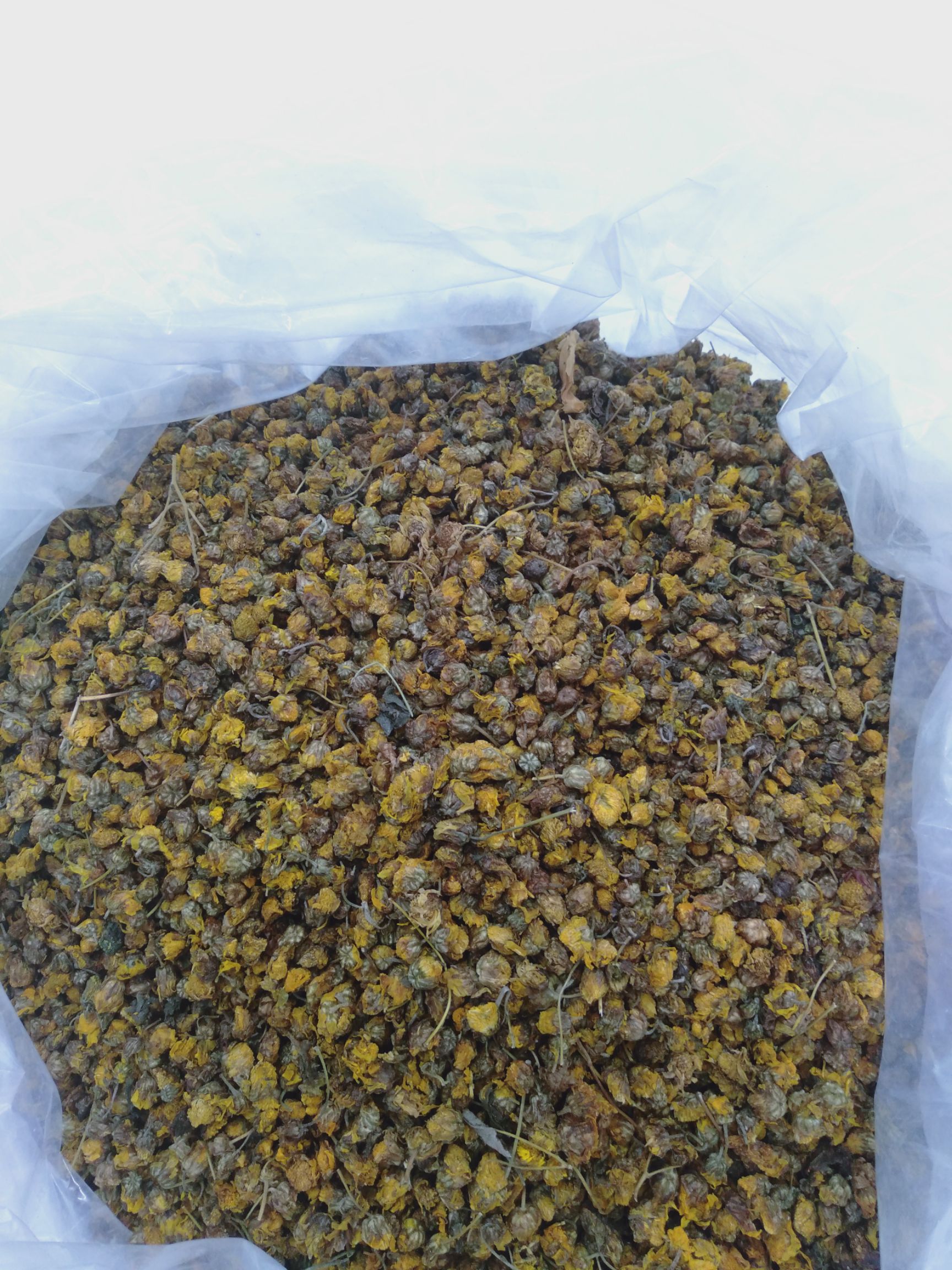 河南洛阳市洛宁县干野菊花最新产地行情趋势|