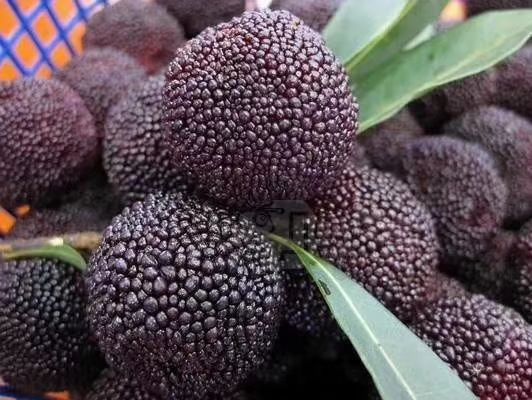 大黑炭杨梅树苗 嫁接苗 南北方种植