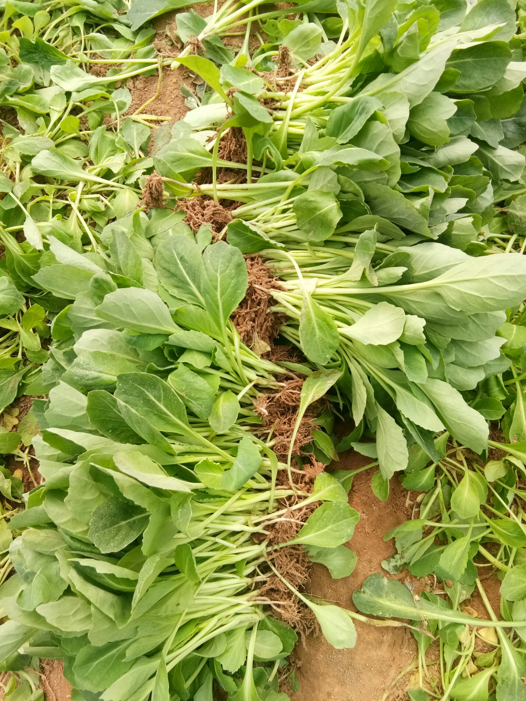 包菜苗 