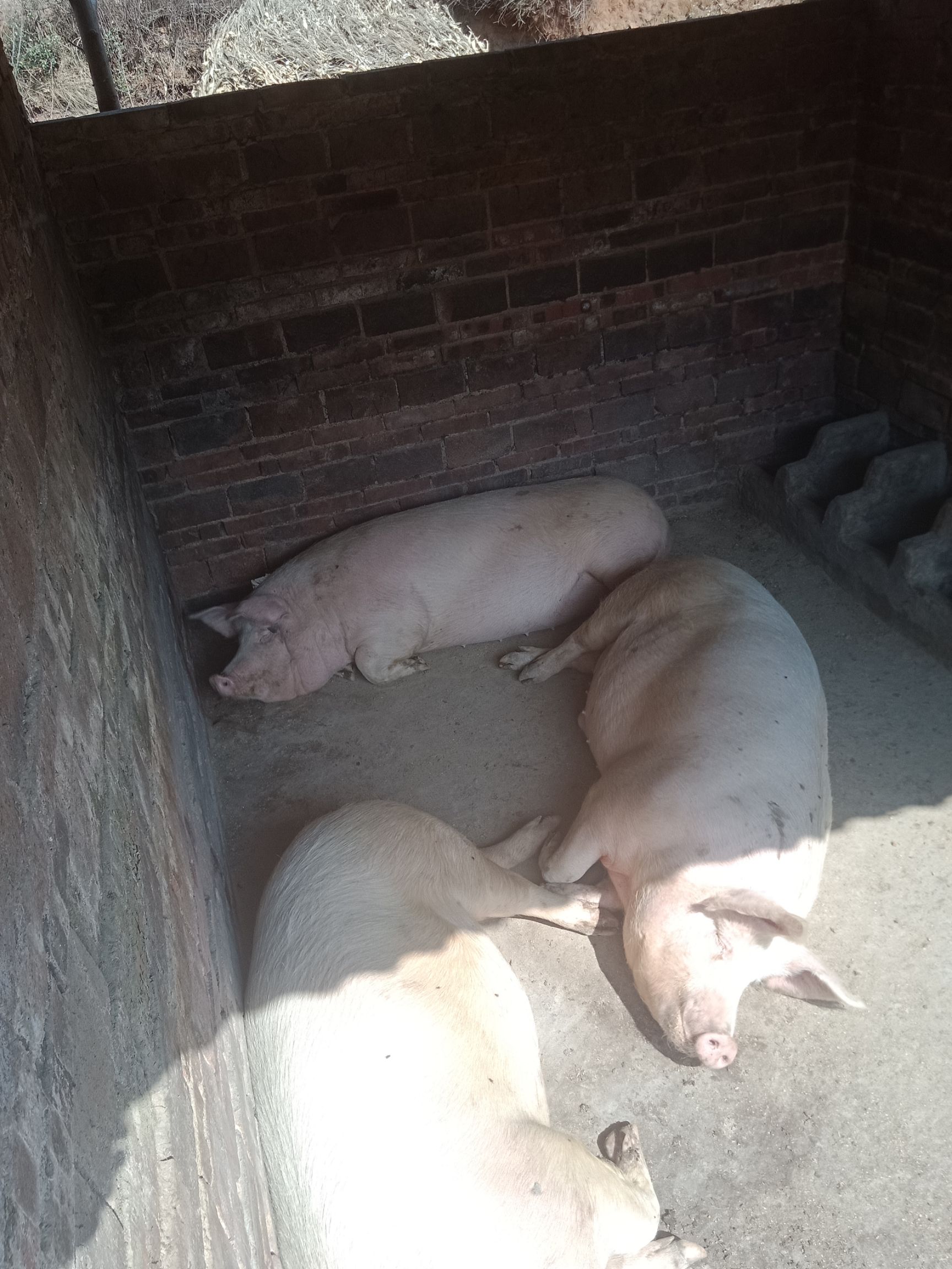 大白猪 300斤以上